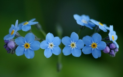 forget-me-not-flower-wallpaper11
